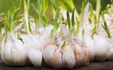 Hướng dẫn làm tỏi mọc mầm chống 14 loại tế bào ung thư cho cả nhà